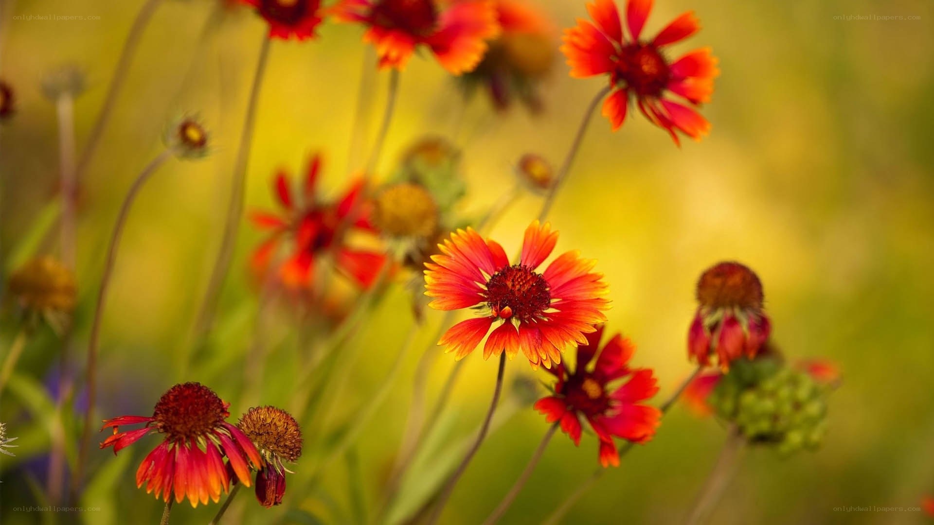 Red and yellow flowers in a field