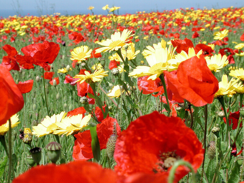 Red and yellow flowers in a field