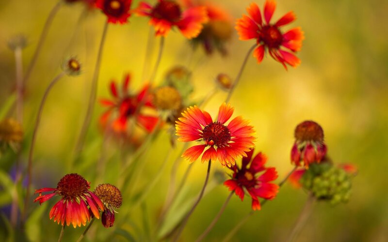 Red and yellow flowers in a field