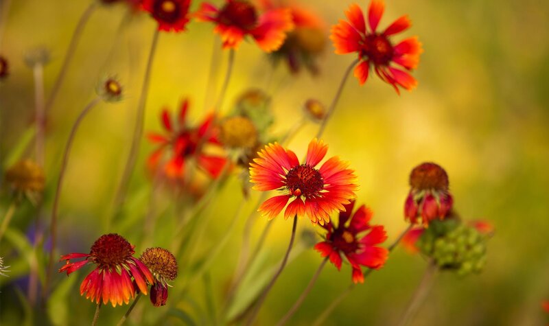 Red and yellow flowers in a field