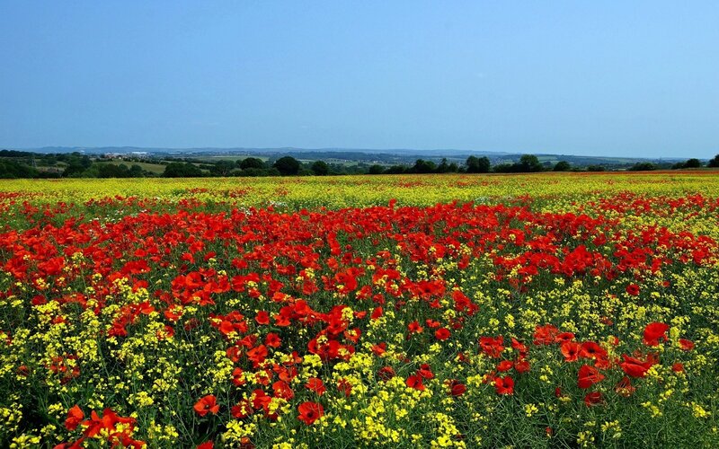 Red and yellow flowers in a field