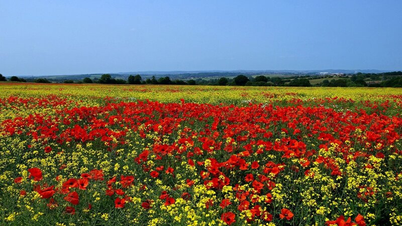 Red and yellow flowers in a field