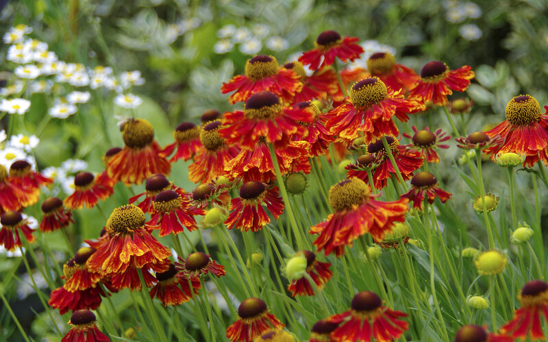 Red and yellow flowers in a garden
