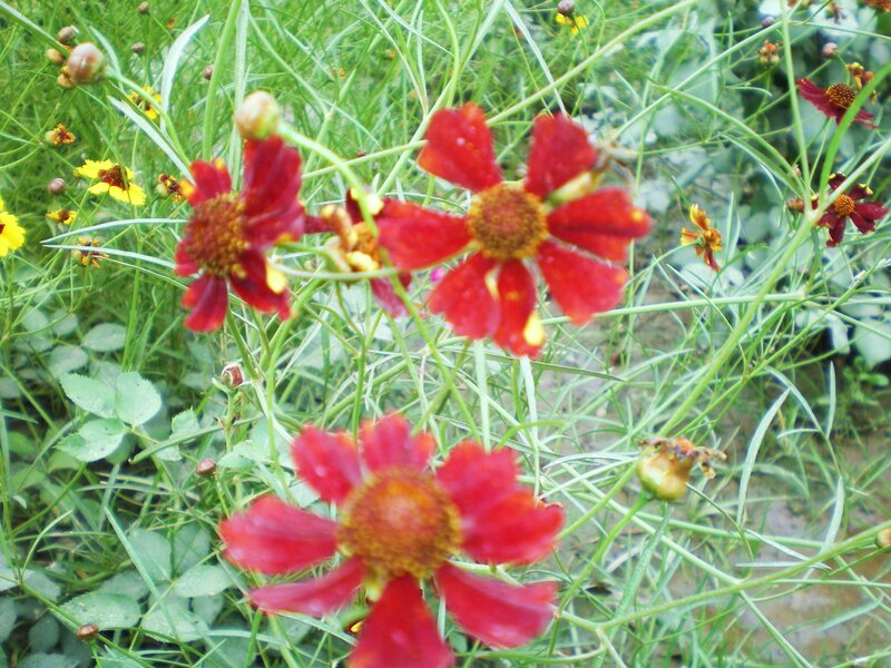 Red and yellow flowers in a garden