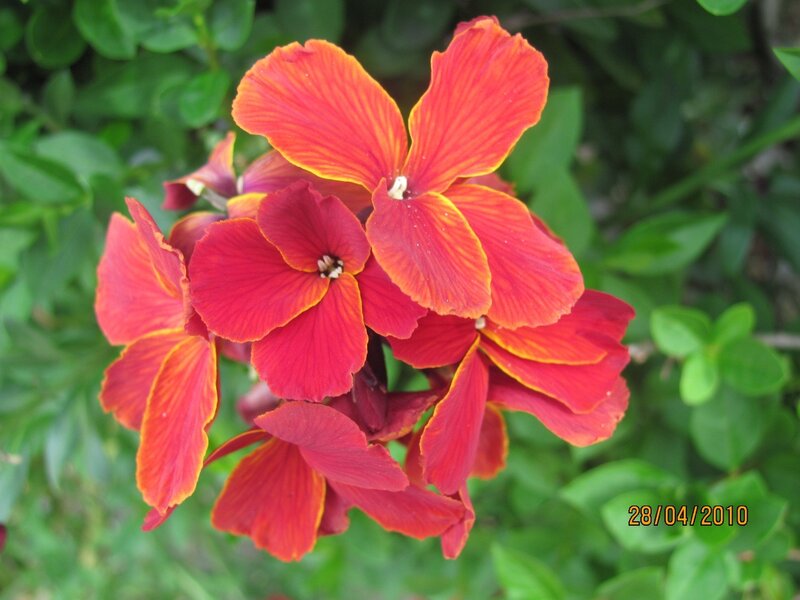 Red and yellow flowers in bloom