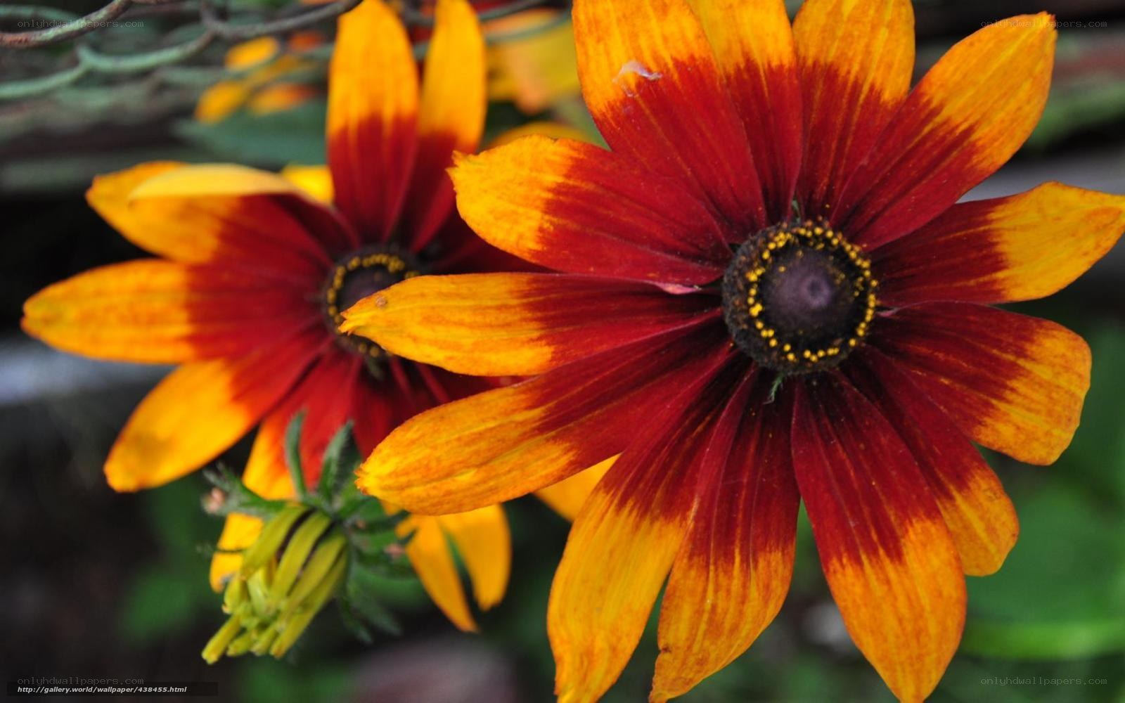Red and yellow flowers in bloom