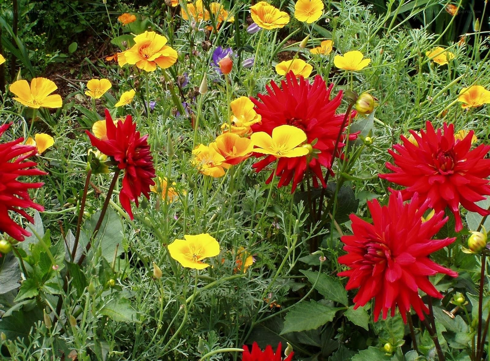 Red and yellow flowers in garden