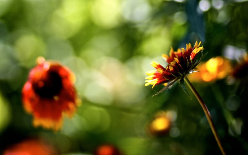 Red and yellow flowers in garden
