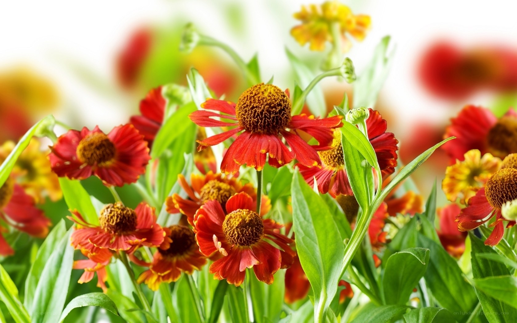 Red and yellow flowers in garden