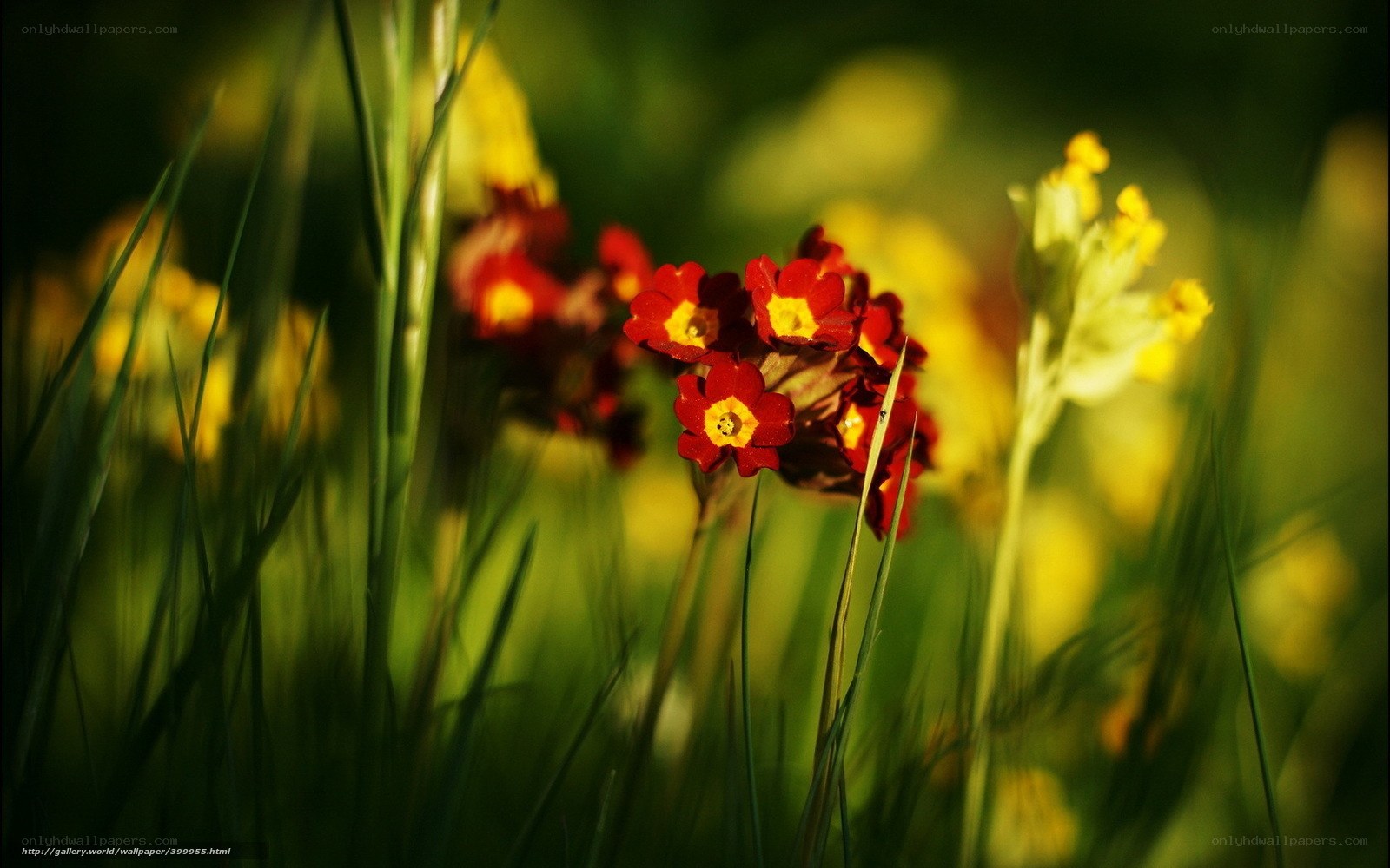 Red and yellow flowers in grass