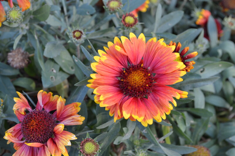 Red and Yellow Flowers — Natural, Afternoon, Photograph, Green Leaves