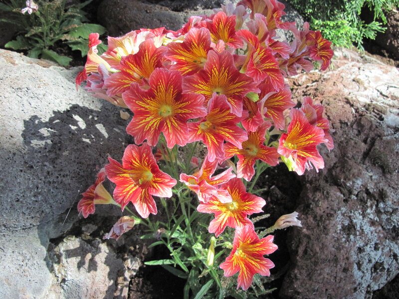 Red and Yellow Flowers — Natural, Afternoon, Photograph, Rocks