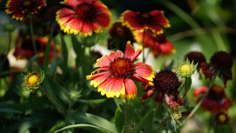 Red and Yellow Flowers — Natural, Afternoon, Photograph