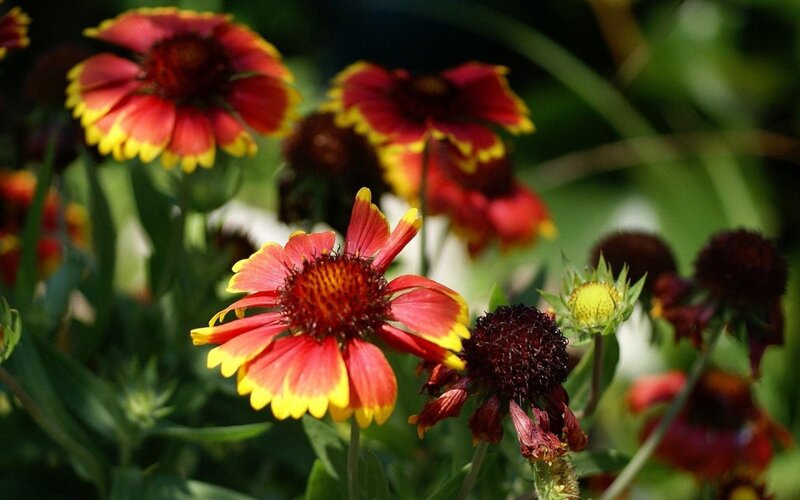 Red and Yellow Flowers — Natural, Afternoon