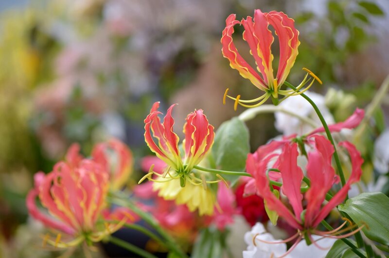 Red and Yellow Flowers — Natural, Photograph