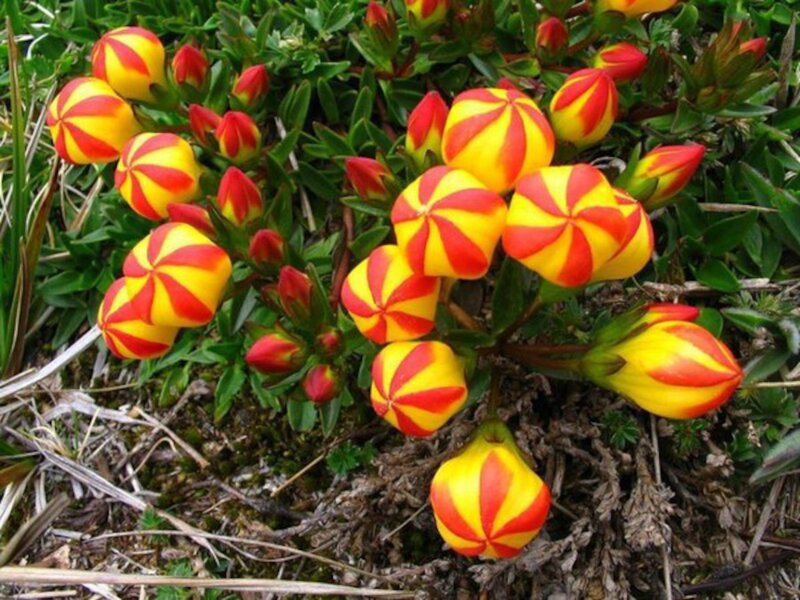 Red and Yellow Flowers — Natural, Spring, Photograph