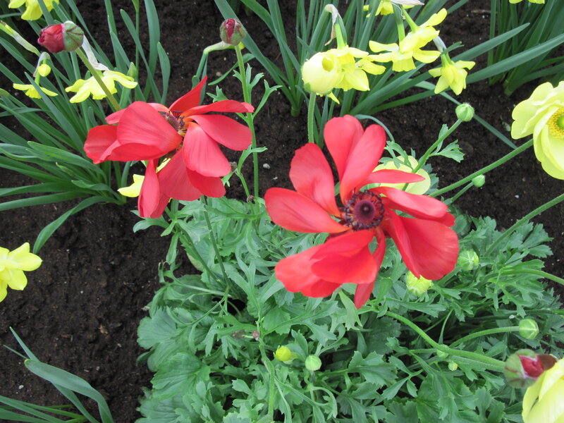 Red and Yellow Flowers — Natural, Spring