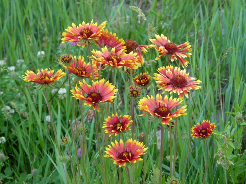 Red and Yellow Flowers — Natural, Summer