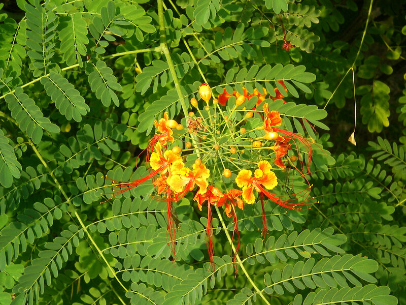 Red and Yellow Flowers — Natural