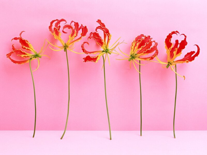 Red and yellow flowers on pink