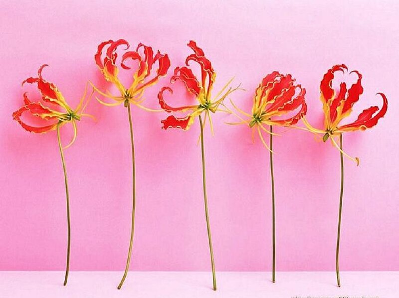 red and yellow flowers on pink