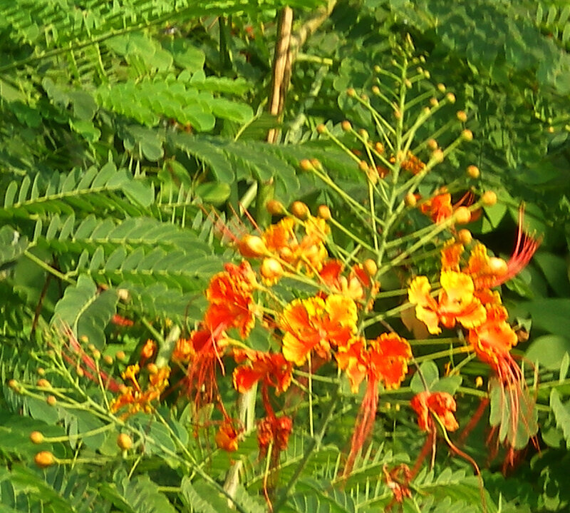 Red and Yellow Flowers — Orange