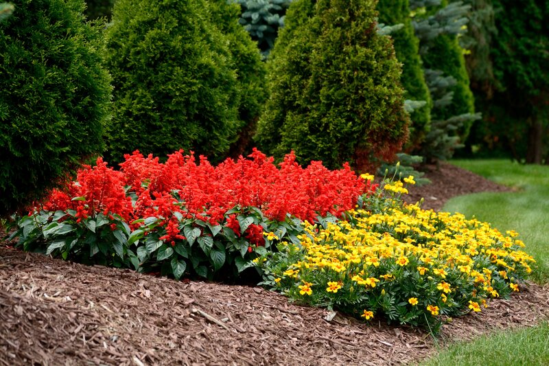 Red and Yellow Flowers — Serene, Afternoon, Photograph, Shrubs