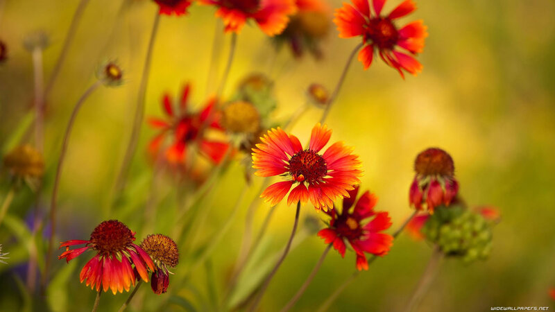 Red and Yellow Flowers — Serene, Afternoon, Photograph, Stems, Field