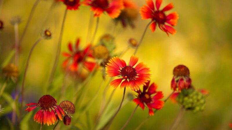 Red and Yellow Flowers — Serene, Afternoon, Photograph, Stems, Greenery