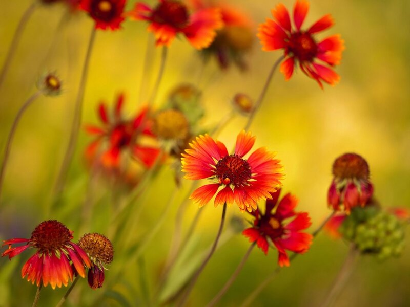 Red and Yellow Flowers — Serene, Afternoon, Photograph, Stems