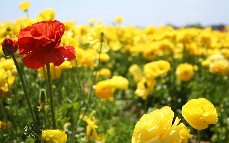 Red and Yellow Flowers — Serene, Afternoon