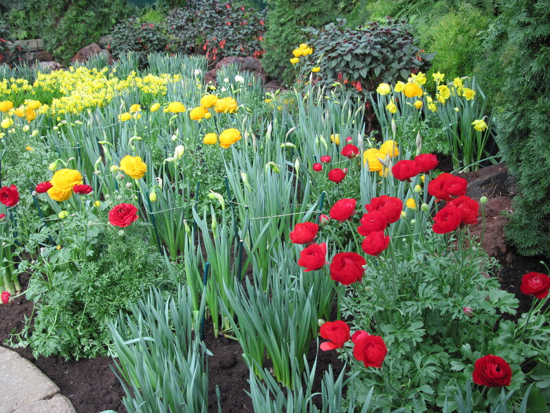 Red and Yellow Flowers — Serene, Spring