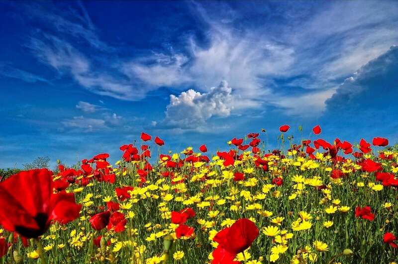 Red and Yellow Flowers — Serene