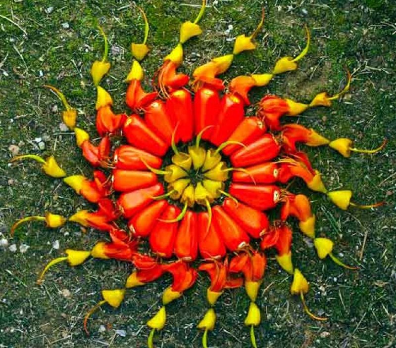 Red and Yellow Flowers — Symmetrical