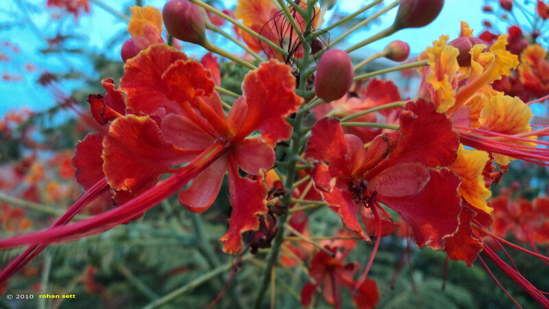 Red and Yellow Flowers