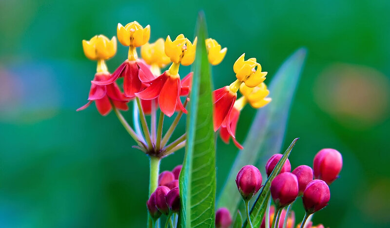 Red and Yellow Flowers — Vibrant, Afternoon, Photograph, Buds