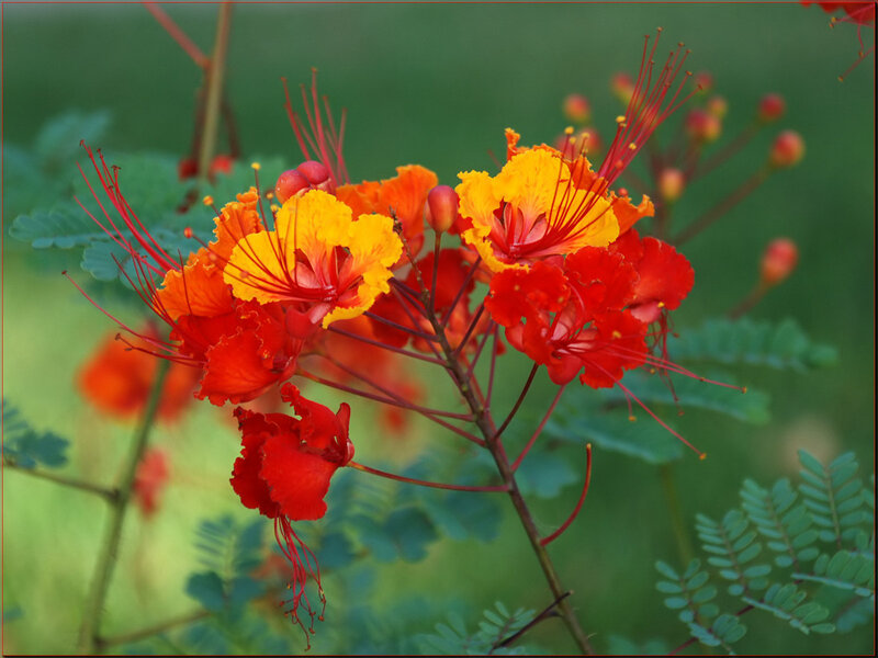 Red and Yellow Flowers — Vibrant, Afternoon, Photograph, Leaves, Buds