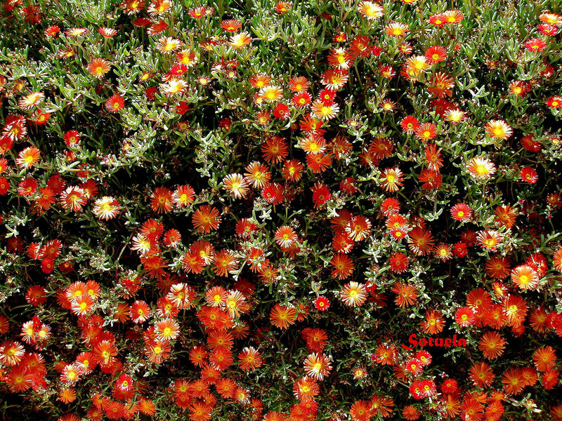 Red and Yellow Flowers — Vibrant, Afternoon