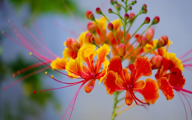 Red and Yellow Flowers — Vibrant, Photograph, Flower Buds
