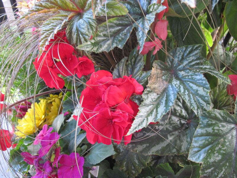 Red and Yellow Flowers — Vibrant, Photograph