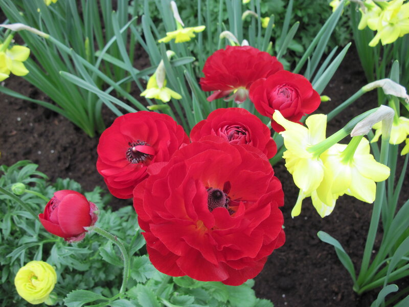 Red and Yellow Flowers — Vibrant, Spring, Photograph, Daffodils