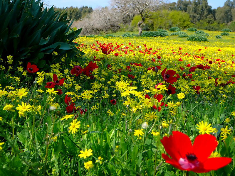 Red and Yellow Flowers — Vibrant, Spring, Photograph, Field