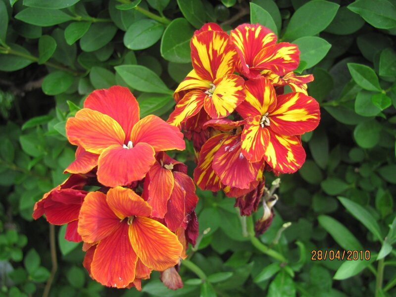 Red and Yellow Flowers — Vibrant, Spring, Photograph, Green Leaves, Date Stamp
