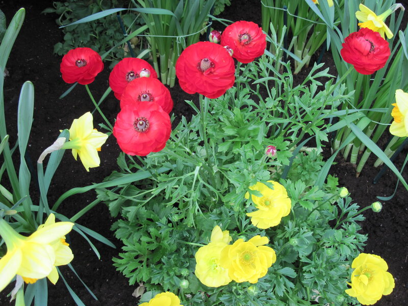 Red and Yellow Flowers — Vibrant, Spring, Photograph