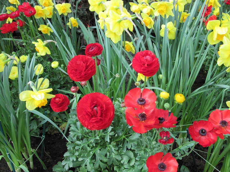 Red and Yellow Flowers — Vibrant, Spring