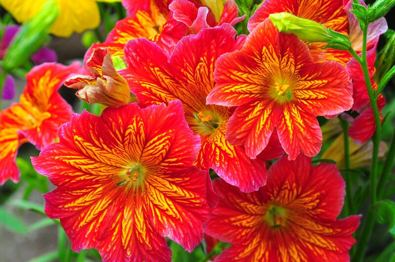 Red and Yellow Flowers — Vibrant, Summer, Photograph, Green Stems