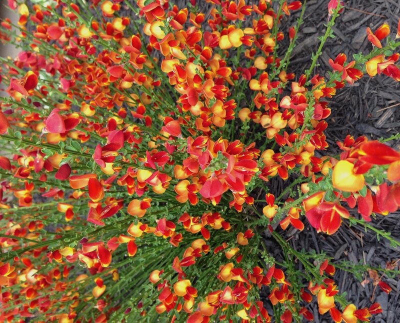 Red and Yellow Flowers — Vibrant, Summer, Photograph