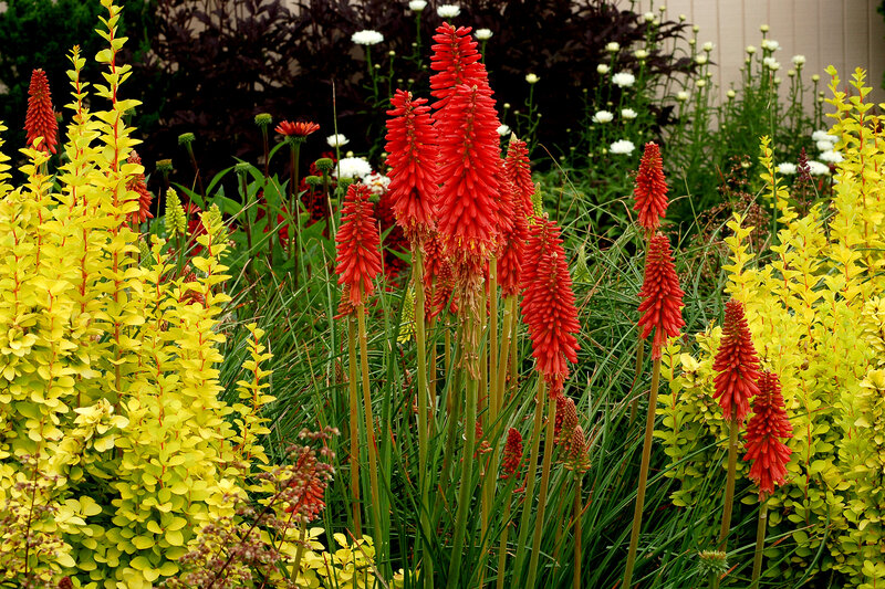 Red and Yellow Flowers — Vibrant, Summer