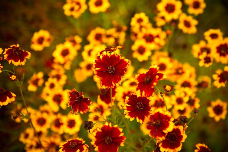 Red and Yellow Flowers — Warm