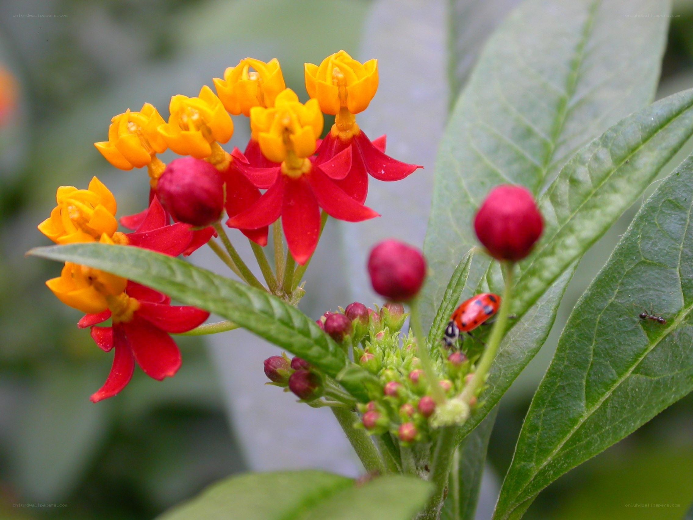 red and yellow flowers with ladybug